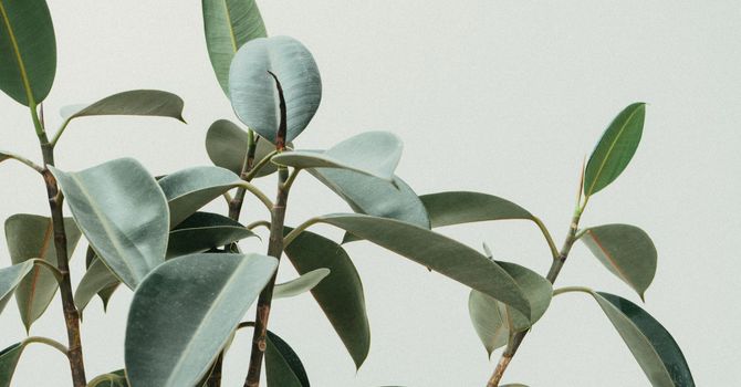 Psychotherapy couples