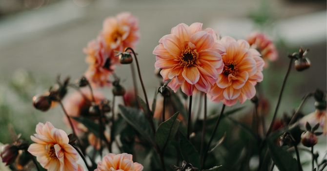 Social Work MSW/RSW Couples